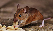 24 Hour & Emergency Exterminators in Nooksack, WA